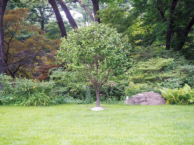 상춘재 앞의 동백나무. 문재인 대통령이 2019년 4월 7일 심은 기념식수이다. /눌와