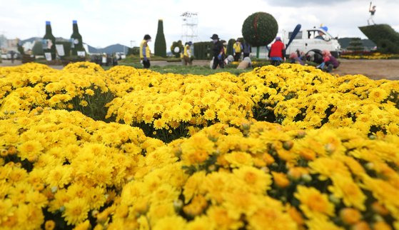 마산국화축제 모습. 연합뉴스