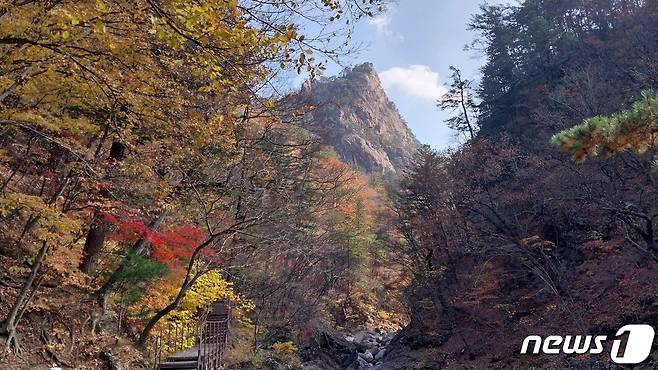 지난 24일 설악산 수렴동 일대 물든 단풍.(설악산국립공원사무소 제공) 2023.10.25/뉴스1