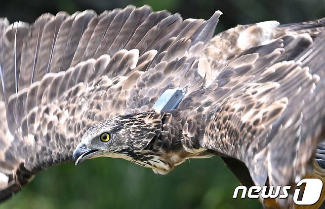 26일 오전 서귀포시 성산읍 수산리 제주자연생태공원에서 위성추적장치를 부착한 벌매가 날아오르고 있다.(한국조류보호협회 제주지회 제공)