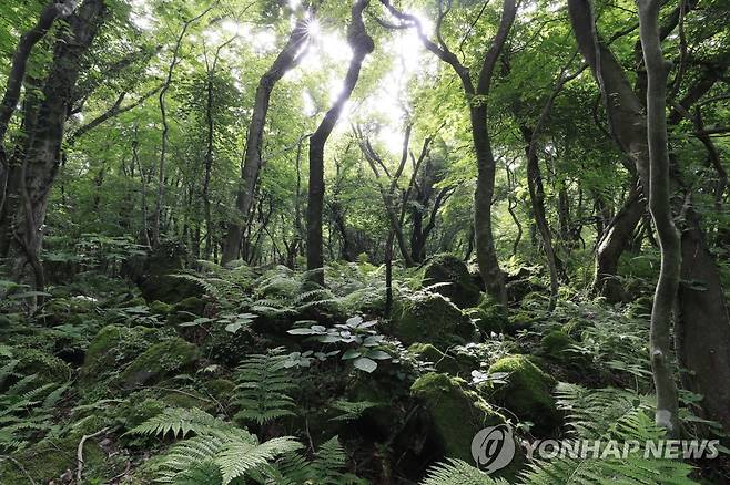 생명의 보고 곶자왈 [연합뉴스 자료 사진]