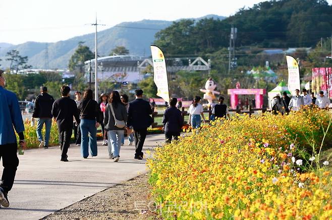 화순 고인돌 가을꽃 축제 / 사진-화순군