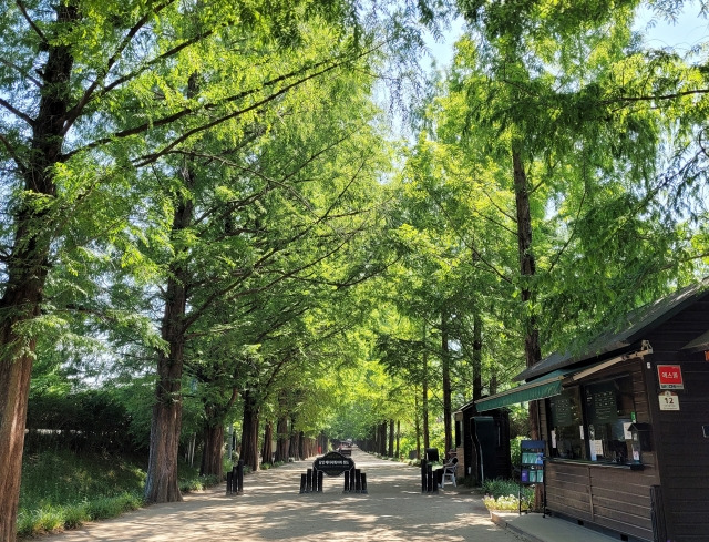 전남 담양군 메타세쿼이아 가로수길.