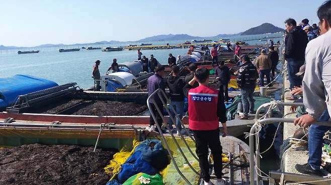 지난 26일 신안군에서 시작된 ‘햇김’ 위판./사진제공=신안군