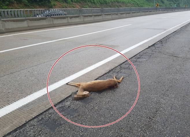 충북 제천시 인근 중앙고속도로에 로드킬된 고라니 사체 [한국도로공사]