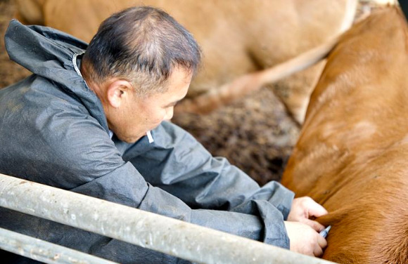 충북 증평군은 인근 지역에서 소 가축전염병인 럼피스킨병이 발생한 것과 관련해 24일 소에 예방 백신을 접종하고 있다. [사진=증평군]