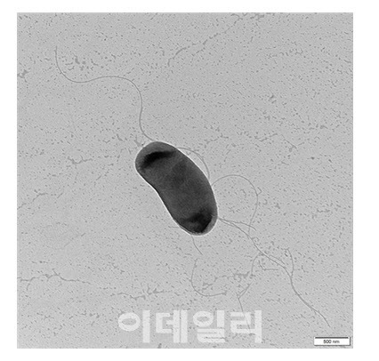 메조라이조비움 SP-1A 균주. 사진=국립생물자원관.