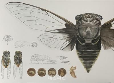 ‘제18회 자생 동·식물 세밀화 공모전’에서 성인부 대상을 수상한 '말매미의 경고' 작품. ⓒ국립생물자원관