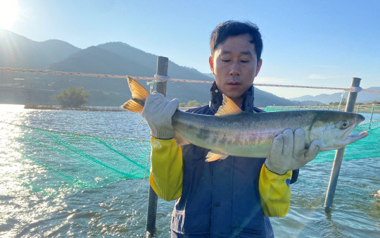 산란기를 맞아 섬진강으로 회귀한 어미 연어. 전남도해양수산과학원 제공