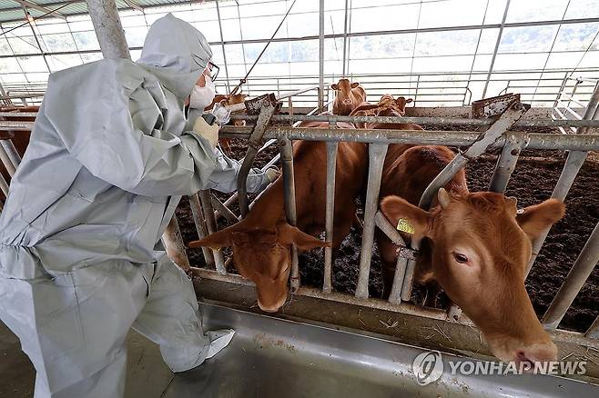 럼피스킨병 백신 접종  지난 23일 오후 충남 서산시 부석면 봉락리 한 축산농가에서 농협 관계자가 소 바이러스성 질병인 럼피스킨병 백신을 접종하고 있다. [연합뉴스 자료사진]