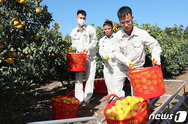 1일 오후 제주 서귀포시 남원읍 위미리의 한 감귤밭에서 제주 첫 외국인 공공형 계절근로자인 베트남인들이 현장실습 교육을 받고 있다. 2023.11.1/뉴스1 ⓒ News1 오미란 기자