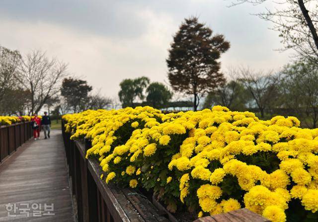 정약용유적지 인근 생태공원 산책로가 노란 국화로 장식돼 있다.