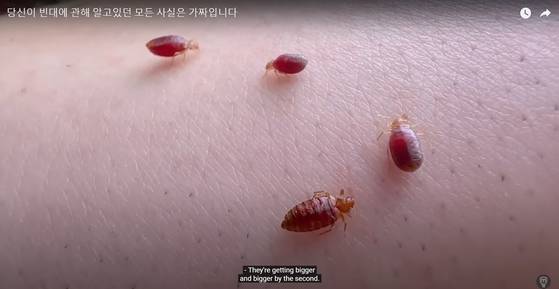 커지는 '빈대 공포증'…