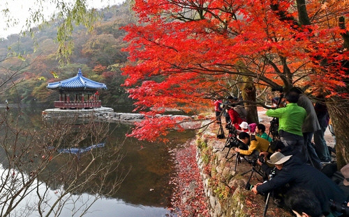 내장산에 찾아온 가을[정읍시 제공] 연합뉴스