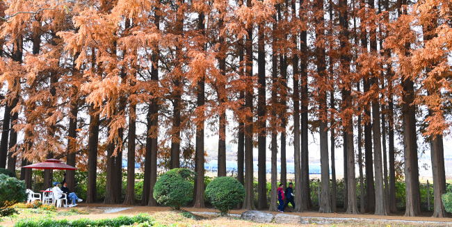 전북 익산 아가페 정원의 메타세쿼이아 숲.