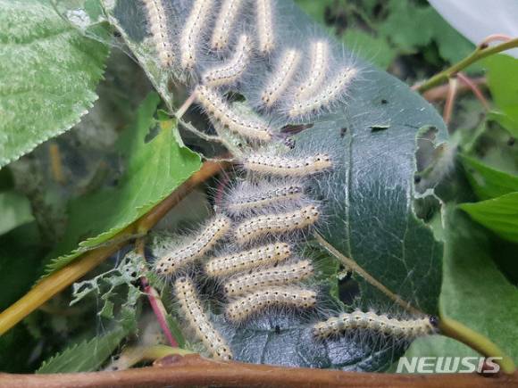 미국흰불나방 애벌레 [사진=뉴시스]