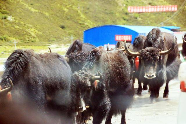 도로를 따라 걷는 블랙야크. ⓒ최종명