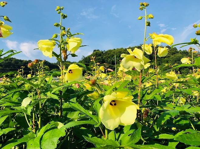 금화규는 식물성 콜라겐이 듬뿍 들어 있다. ‘이너뷰티’ 식자재로 입소문이 나고 있는 이색 작물이다. 고운블랙 제공