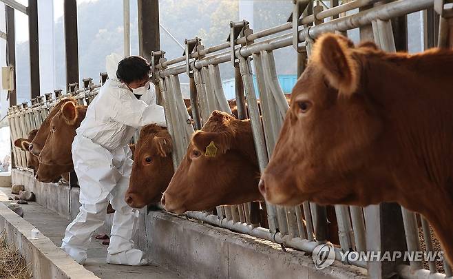 '럼피스킨병 막아라'…축산농가 백신 접종 [연합뉴스 자료 사진]