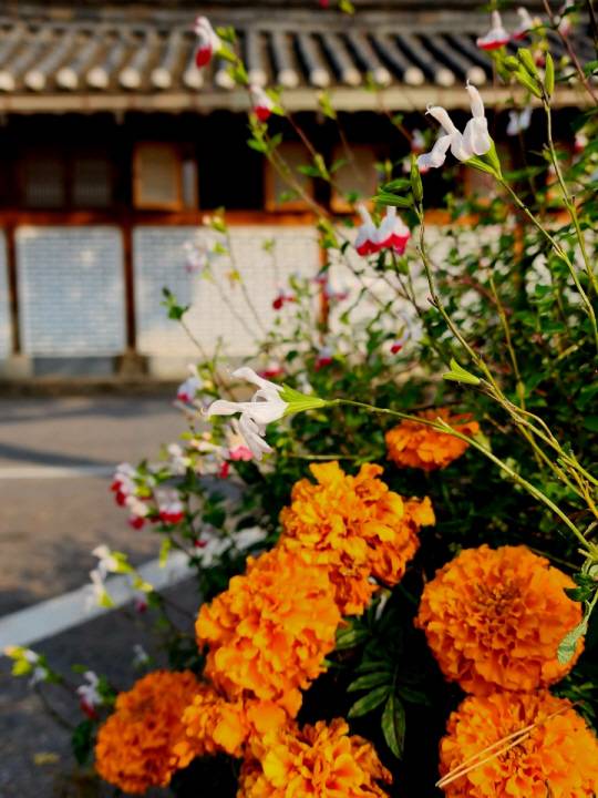 황금색 ‘메리 골드’와 함께 자태를 뽐내는 ‘핫립세이지’. 잎의 향기가 강하다. 11월2일 경기 양평군 기와집순두부 앞뜰에서