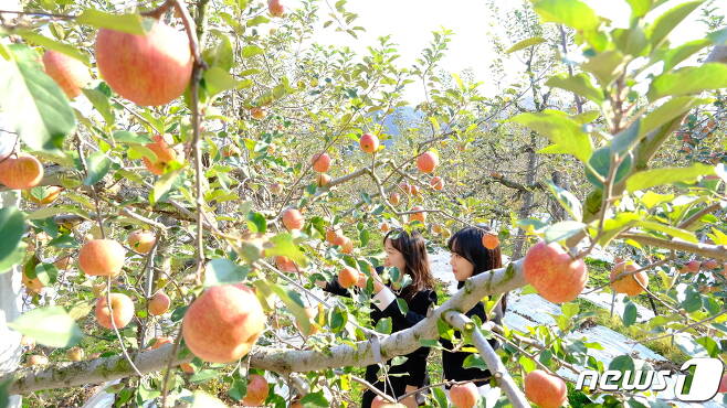 충북 영동군 심천면 단전리 소재 단전농장을 찾은 탐방객들이 풍성하게 열린 사과를 감상하고 있다. (영동군 제공) /뉴스1