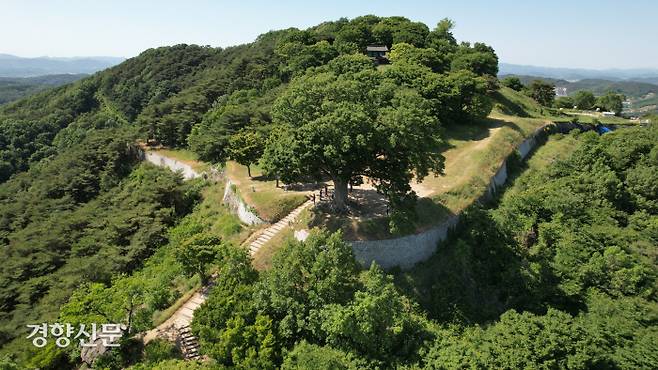 가림성 사랑나무. 키 22m, 가슴둘레 5m40㎝에 달하는 느티나무이다. 원뿔 모양의 몸집에, 판 모양으로 돌출된 거대한 뿌리 등이 늠름한 자태를 풍긴다. 수령이 440년 정도라 한다. 2021년 8월 천연기념물로 지정됐다.|백제역사문화연구원 제공