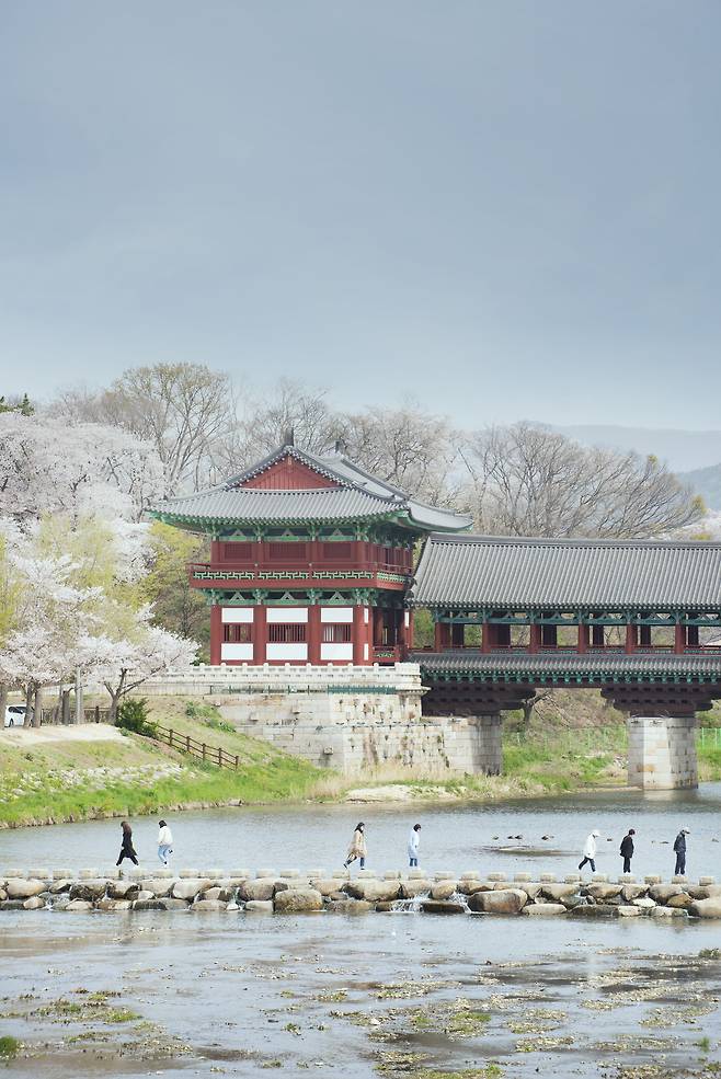 경주 월정교 사이를 흐르는 남천에도 유채꽃이 하나둘 피기 시작했다. 유채꽃 어우러진 월정교도 경주의 숨은 장관이다. /임화승 영상미디어 기자
