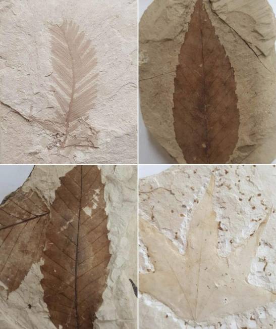 ▲ '포항 금광동층 신생대 화석산지'에서 나온 화석들 사진 : 문화재청