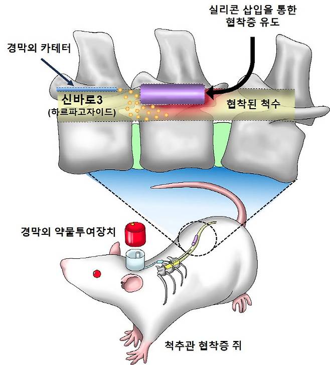 실험에 활용된 동물실험 모델.