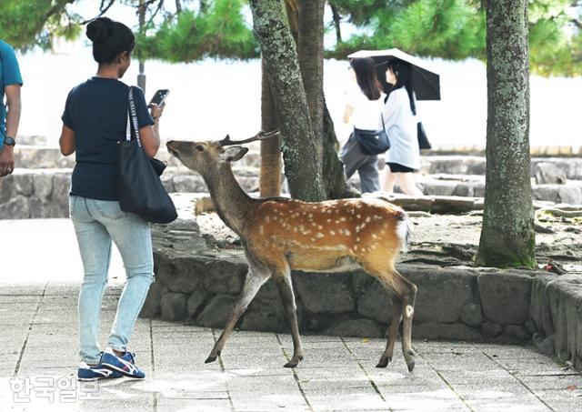 미야지마섬에 내리면 사슴이 졸졸 따라붙는다. 먹이를 주지 말라 하지만 이미 관광객의 습성에 익숙해진 듯하다.