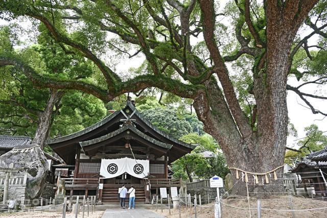 오노미치 센코지공원 주변에 수많은 사찰과 신사가 터를 잡고 있다. 한 신사 마당에 뿌리 내린 녹나무가 신령스러움을 자아낸다.