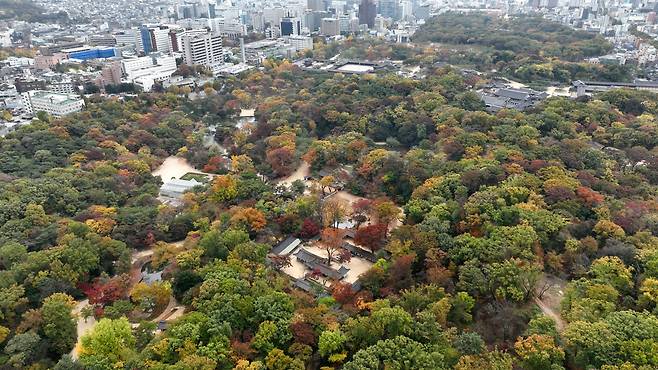 2023년 11월 3일 서울 종로구 창덕궁의 후원의 가을 풍경을 드론으로 담아봤다. 갑자기 따뜻해진 날씨로 예년만 못하다는 비원의 단풍이지만 부분부분 아름다운 색을 뽐내고 있었다. 빌딩 가득한 도심 속 아름다운 숲의 모습을 뽐내고 있다. /남강호 기자