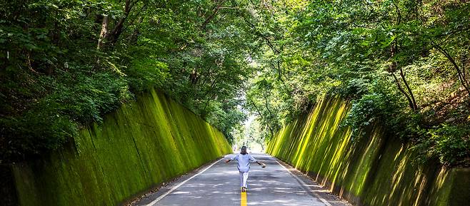 인생 사진 명소로 알려지고 있는 '이끼터널'. 축대 벽을 뒤덮은 이끼는 자연과 시간이 만든 작품이다. 길 위로 '녹음 터널'까지 더해지는 지금이 가장 예쁠 때다. / 이신영 영상미디어 기자