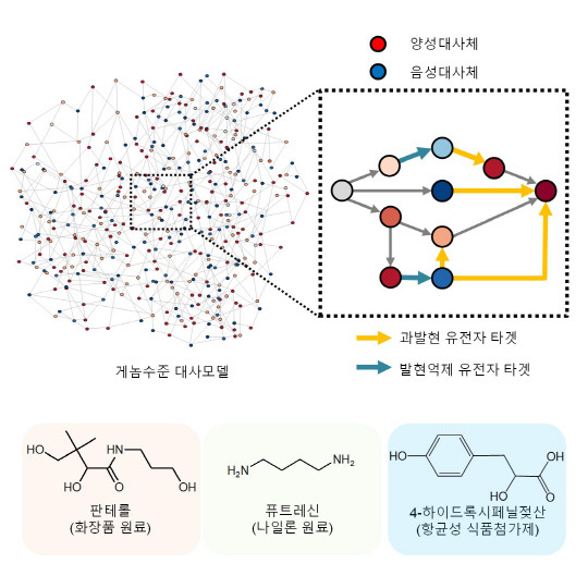 KAIST는 미생물 세포공장을 적은 비용으로 빠르고 효율적으로 구축할 수 있는 '아이브릿지' 시뮬레이션 프로그램을 개발했다. 사진은 아이브릿지를 활용해 생산한 유용한 화합물



KAIST 제공