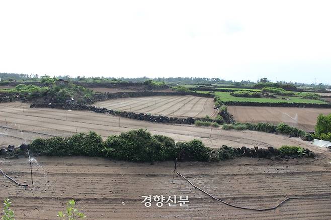 제주에서 채소류를 경작하는 밭. 경향신문 자료사진