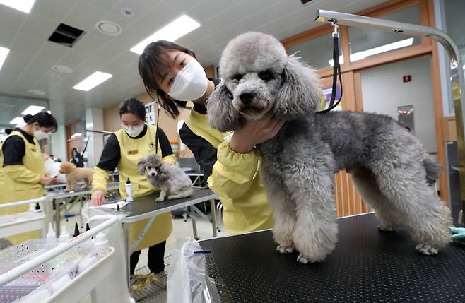 23일 경북 봉화군 한국펫고등학교에서 학생들이 애견 훈련 및 미용을 하고 있다. 한국펫고등학교는 국내 최초 반려동물 전문 고등학교이다. /신현종 기자