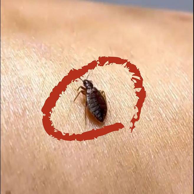 정의석 원스톱방역 대표가 근접 촬영한 빈대 모습. [원스톱방역 제공]