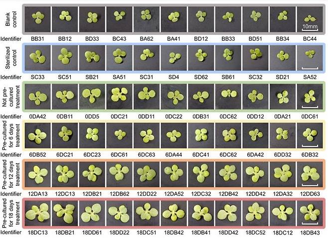 달 토양 모사체를 이용한 담배 재배 실험 박테리아 배양 기간을 달리 한 달 토양 모사체에 담배를 심어 성장을 비교한 결과 박테리아를 오래 배양한 모사체(Pre-cultured for 18 days treatment)에서 담배가 가장 잘 자라고, 박테리아를 배양하지 않거나(Blank control) 살균한 대조군(Sterilized control)에서는 성장이 저조한 것으로 나타났다. [Communications Biology/Zhencai Sun et al. 제공. 재판매 및 DB 금지]