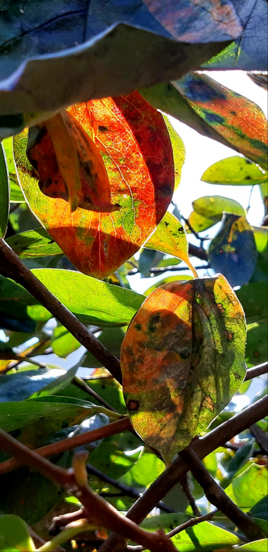 감나무 잎에 단풍이 곱게 물들었다. 2021년 11월 7일 경남 사천시 삼천포항 시골집에서