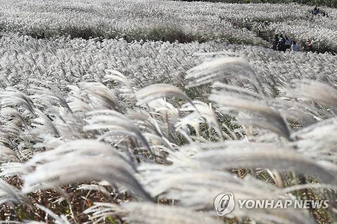 제주 산굼부리 억새 '장관' [연합뉴스 자료사진]