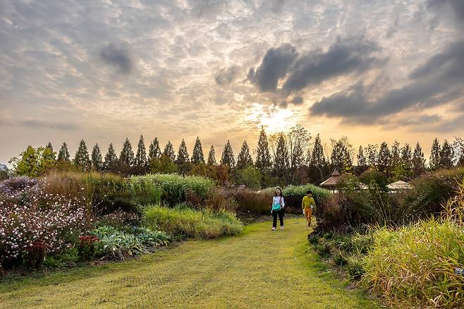 핑크뮬리, 수크령 등 가을꽃이 잔치를 벌이고 있는 '일월수목원'의 야외 정원. 일몰 무렵 일월저수지 위로 해가 질 때 풍경이 특히 아름답다. / 양수열 영상미디어 기자