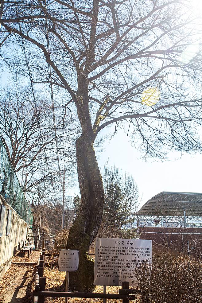 양구교육지원청 뒤 언덕에 있는 '박수근 나무'./이신영 영상미디어 기자