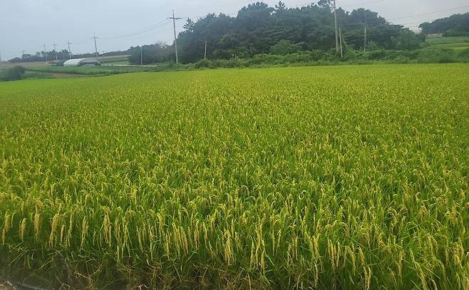 전남 해남군 황산면 연당리에 있는 가루쌀 재배단지 전경. 전남도 제공