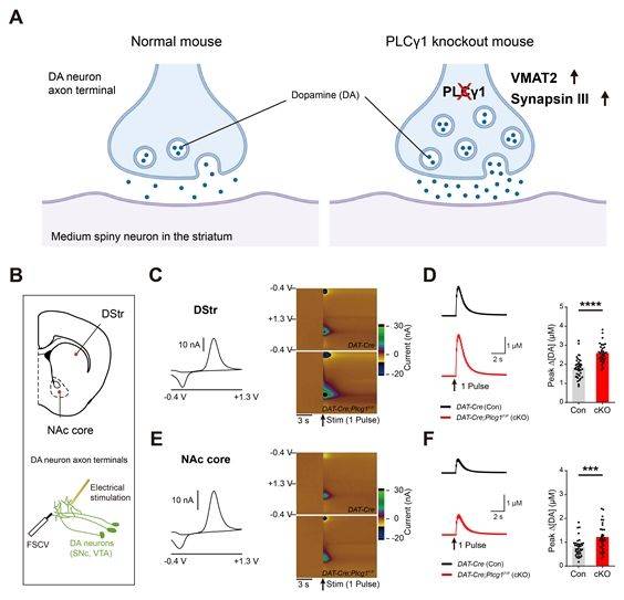[울산=뉴시스] 도파민 신경세포 특이적으로 PLCγ1의 발현을 유전적으로 억제하였을 때 도파민 신경세포의 축삭 말단에서 도파민 분비가 증가했다. *재판매 및 DB 금지