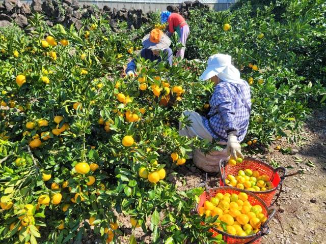 제주의 한 과수원에서 감귤 수확이 한창이다. 제주도 제공