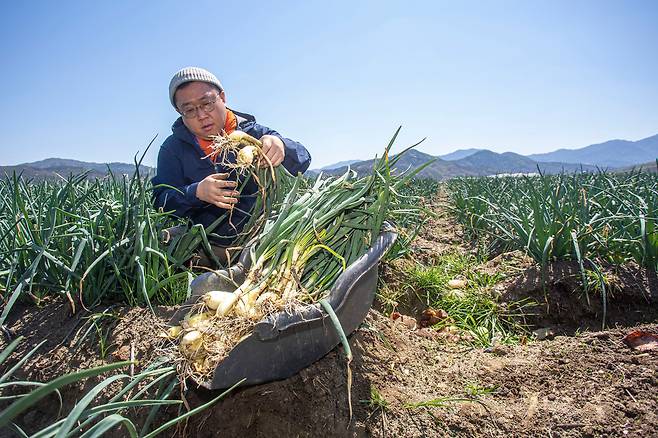 양파를 다시 땅에 심고 흙을 북돋우면 줄기가 올라와 대파처럼 쑥쑥 자란다. 흙에서 뽑으면 뿌리는 양파 같고 줄기는 대파 같은 희한한 모양이다. 둥그런 겉부분을 제거하면 비로소 대파처럼 곧게 뻗은 뿌리가 드러난다./이신영 영상미디어 기자