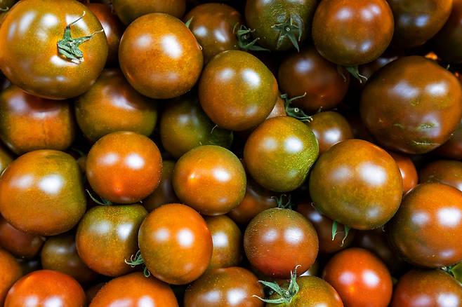 화천 용담농원에서 도입한 신품종 ‘까맹이 토마토’./양수열 영상미디어 기자