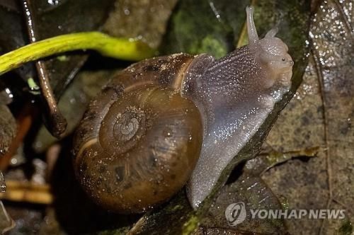 브레스트 지역에서 구조된 희귀종 캥페르 달팽이 [사진출처=AFP 연합뉴스 자료사진]