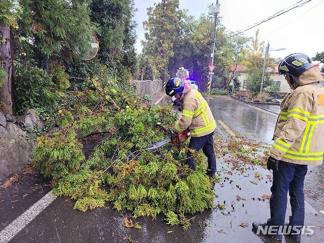 [제주=뉴시스] 오영재 기자 = 강풍경보가 내려진 17일 제주시 아라동에 한 가로수가 바람에 쓰러져 소방당국이 조치에 나서고 있다. (사진=제주소방안전본부 제공) 2023.11.17 .photo@newsis.com