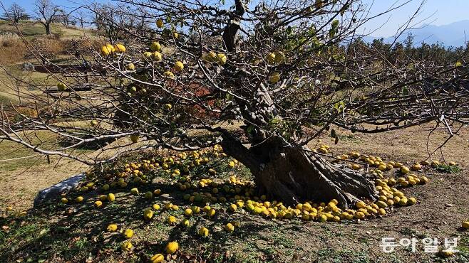 300년 이상 수령의 모과나무들이 열매를 주렁주렁 늘어뜨렸다. 대구=김선미 기자
